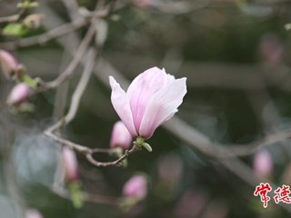【赏花地图】“早春信使”玉兰花开 常德的春天真的来了