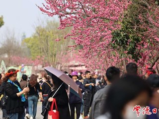 【“三八”妇女节】桃花源景区开启“人从众”模式