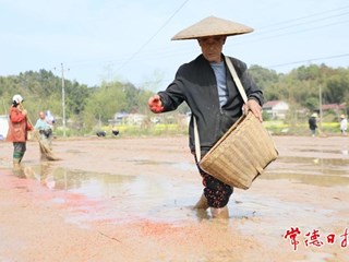【摄影报道】早稻集中育秧忙