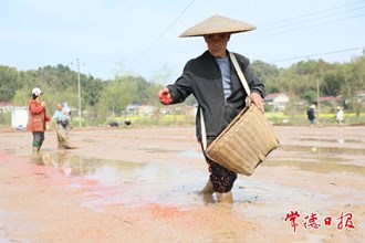 【摄影报道】早稻集中育秧忙