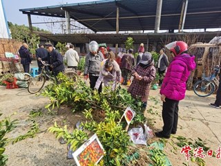【摄影报道】石板滩镇：集市树苗购销两旺