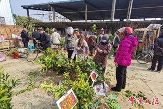 【摄影报道】石板滩镇：集市树苗购销两旺