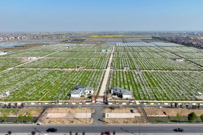【社会】西湖千亩梨花竞相开 满帘“雪景”惹人醉