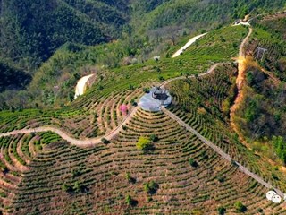 【经济】桃花茶园美如画 茶农抢“鲜”开采忙