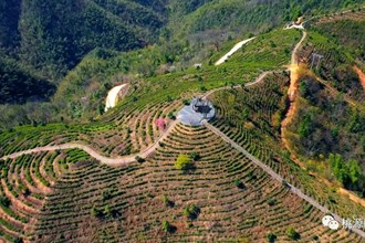 【经济】桃花茶园美如画 茶农抢“鲜”开采忙