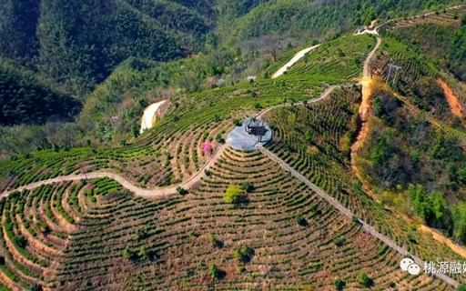 【经济】桃花茶园美如画 茶农抢“鲜”开采忙