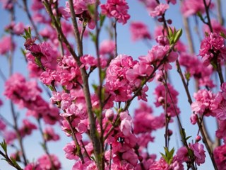 【社会】西湖踏春新亮点—春风十里桃花路