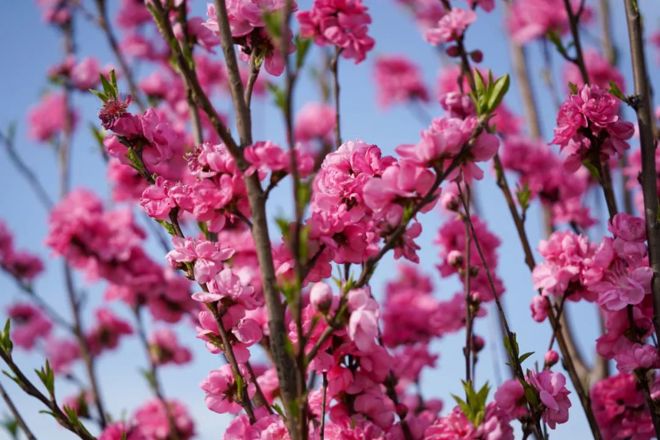 【社会】西湖踏春新亮点—春风十里桃花路