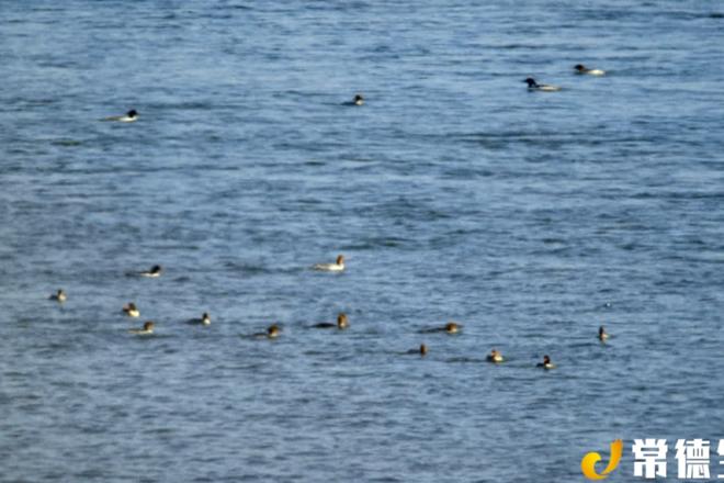 【生态】桃源119只中华秋沙鸭“组团”打卡 畅享春光