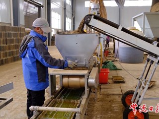 【摄影报道】育秧也能“工厂化”