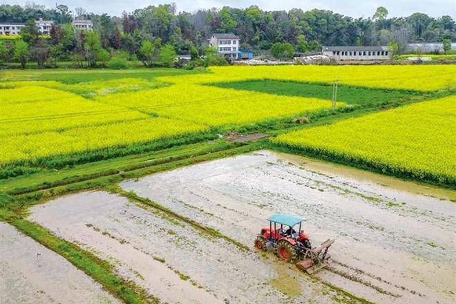 【社会】旋耕机在耕田