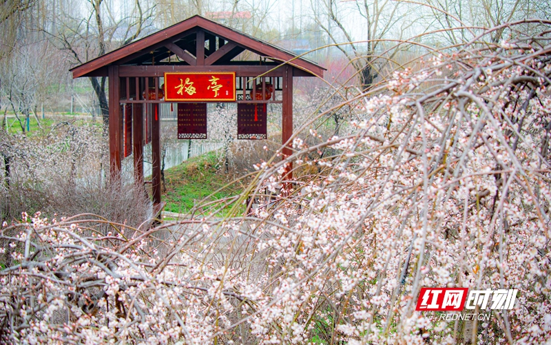 严寒之中，大雪之下，梅花当百花之先，独天下而春。近日，在湖南安乡玖源旅游区，梅花绽放，独自芬芳的梅花，让人流连忘返。