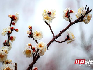 【生态】春天的故事丨快来围观！常德安乡：梅开了，美翻了