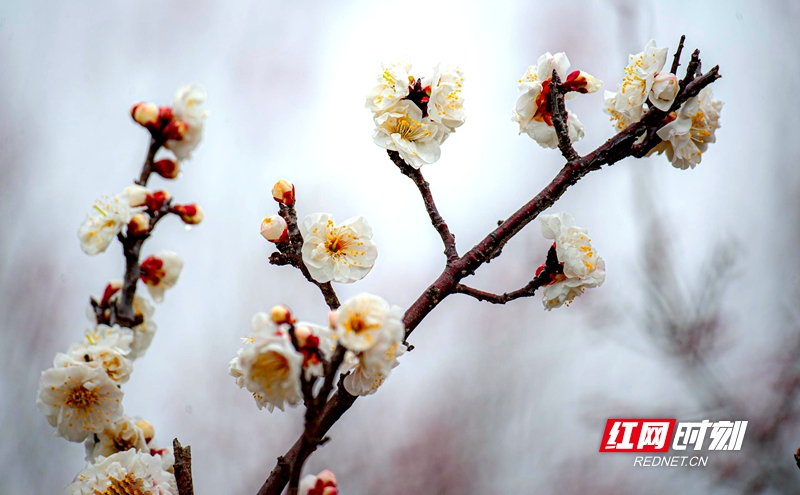 严寒之中，大雪之下，梅花当百花之先，独天下而春。近日，在湖南安乡玖源旅游区，梅花绽放，独自芬芳的梅花，让人流连忘返。