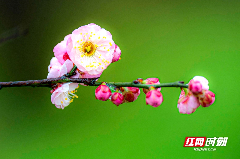 严寒之中，大雪之下，梅花当百花之先，独天下而春。近日，在湖南安乡玖源旅游区，梅花绽放，独自芬芳的梅花，让人流连忘返。