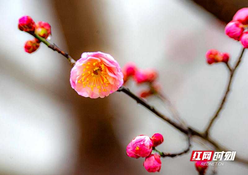 严寒之中，大雪之下，梅花当百花之先，独天下而春。近日，在湖南安乡玖源旅游区，梅花绽放，独自芬芳的梅花，让人流连忘返。