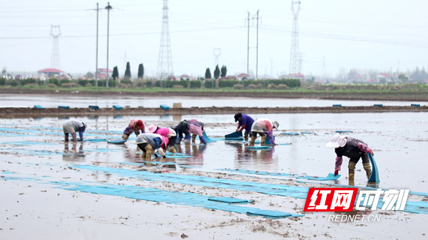 【社会】安乡：不误农时忙育秧