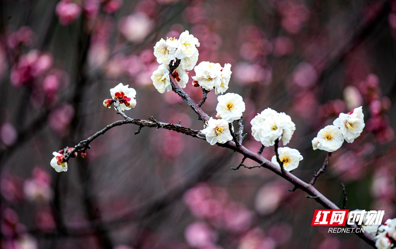 严寒之中，大雪之下，梅花当百花之先，独天下而春。近日，在湖南安乡玖源旅游区，梅花绽放，独自芬芳的梅花，让人流连忘返。