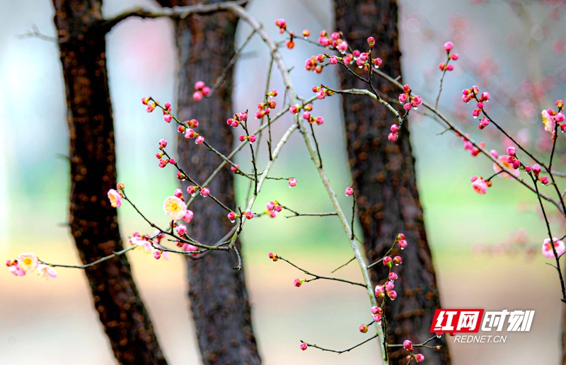 严寒之中，大雪之下，梅花当百花之先，独天下而春。近日，在湖南安乡玖源旅游区，梅花绽放，独自芬芳的梅花，让人流连忘返。