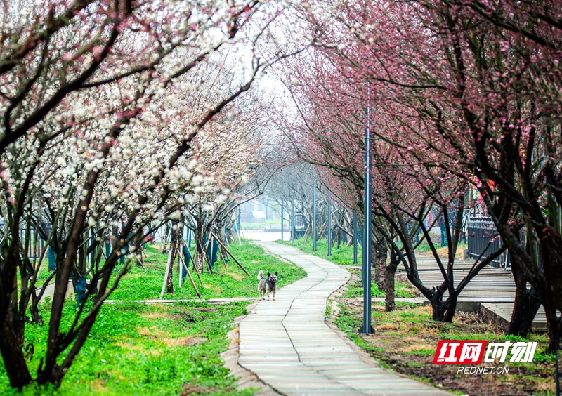 严寒之中，大雪之下，梅花当百花之先，独天下而春。近日，在湖南安乡玖源旅游区，梅花绽放，独自芬芳的梅花，让人流连忘返。