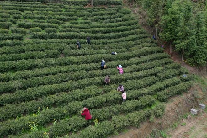【社会】石门县罗坪乡春茶飘香采摘忙