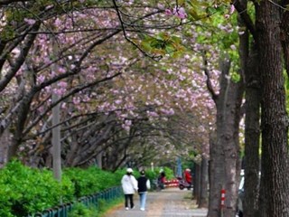 【摄影报道】久雨终放晴 屈原公园晚樱烂漫引市民“打卡”