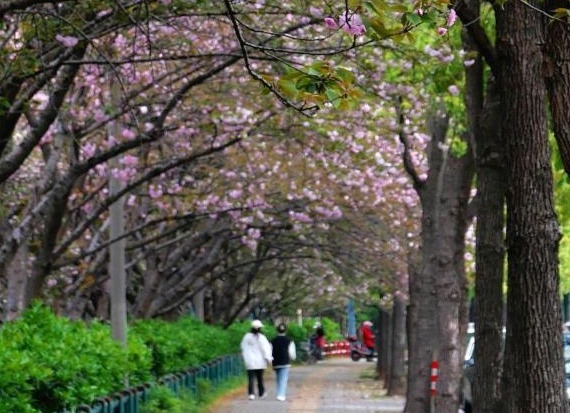 【摄影报道】久雨终放晴 屈原公园晚樱烂漫引市民“打卡”