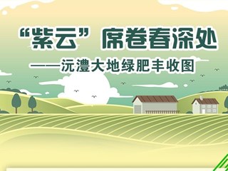 【长图】“紫云”席卷春深处——沅澧大地绿肥丰收图