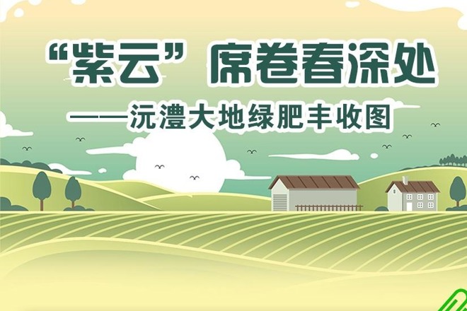 【长图】“紫云”席卷春深处——沅澧大地绿肥丰收图