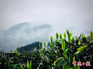 【社会】高山云雾出好茶