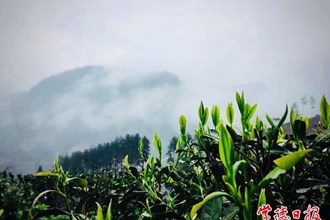 【社会】高山云雾出好茶