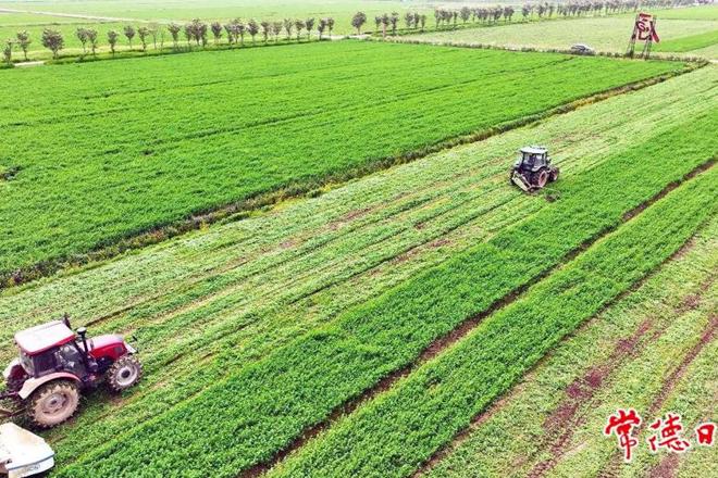 【摄影报道】西湖管理区千亩紫花苜蓿迎来丰收季