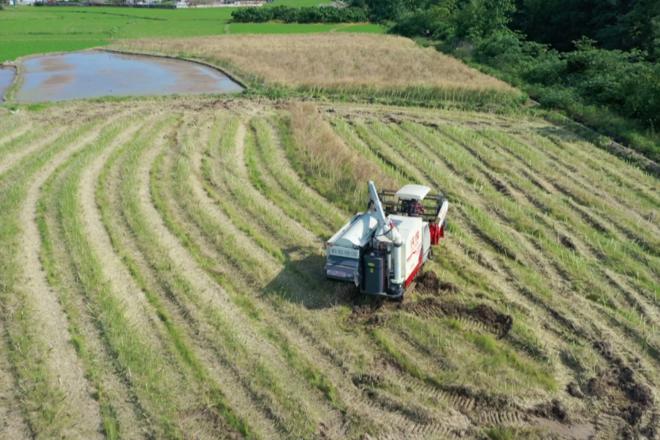 【社会】汉寿：油菜机收忙 农户增收乐