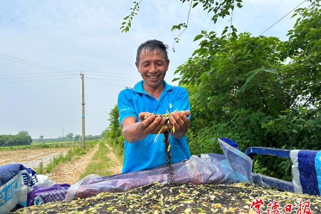 【摄影报道】油菜喜丰收