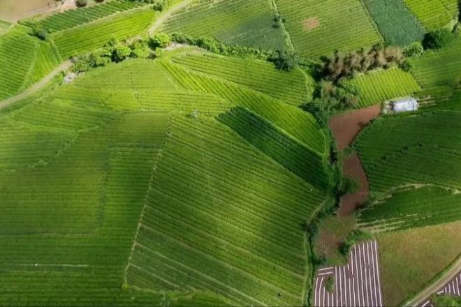 【社会】石门县入选全国“红茶重点产区”