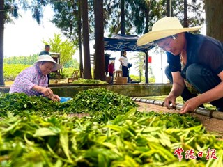 【摄影报道】夏茶采制忙