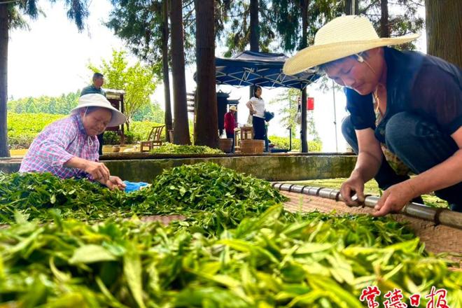 【摄影报道】夏茶采制忙