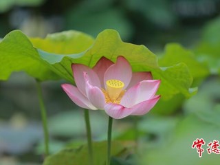 【赏花地图】今夏，“荷”你有约