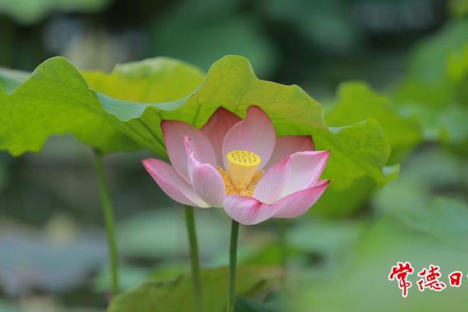 【赏花地图】今夏，“荷”你有约