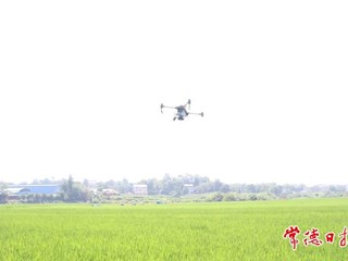 【摄影报道】人工+科技 绘就夏日稻田劳作新画卷
