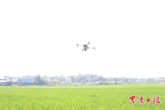 【摄影报道】人工+科技 绘就夏日稻田劳作新画卷