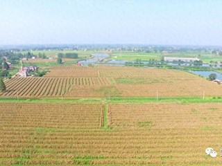 【社会】安乡：2.2万亩复合种植大豆玉米开镰收割