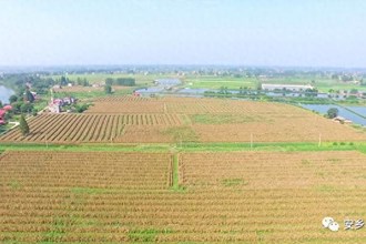 【社会】安乡：2.2万亩复合种植大豆玉米开镰收割