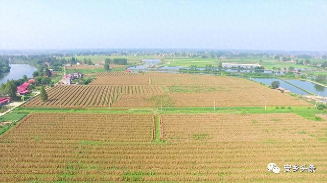 【社会】安乡：2.2万亩复合种植大豆玉米开镰收割