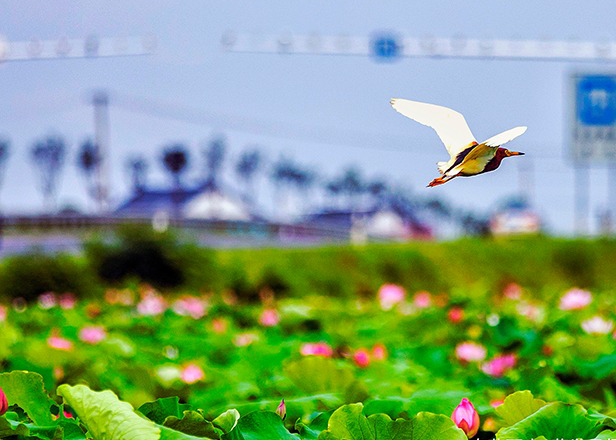 2023年度“发现常德之美”影像征集大赛第12期作品选登