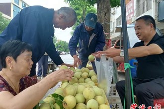 【经济】临澧脆蜜桃香飘省内外