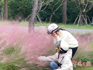 【社会】快来柳叶湖，邂逅秋日的粉色浪漫