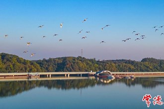 2023年度“发现常德之美”影像征集大赛之大批越冬候鸟落脚常德柳叶湖