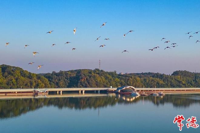 2023年度“发现常德之美”影像征集大赛之大批越冬候鸟落脚常德柳叶湖