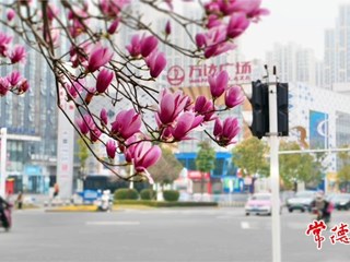 【摄影报道】柳叶大道春花烂漫正当时